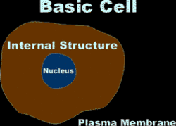 Basic Cell