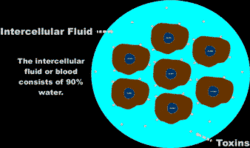 Intercellular Fluid
