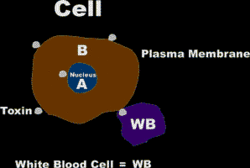 white blood cells clean the cells in the body