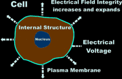 Cell Electric Field Integrity