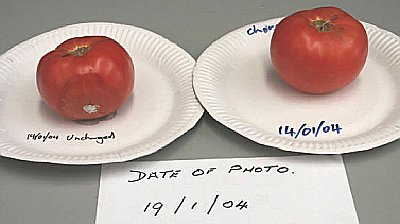 Day 4 tomato study