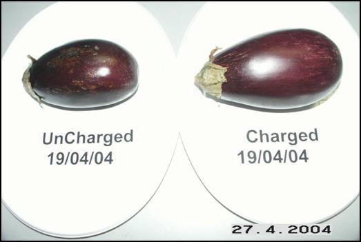 Eggplants side by side - Day 8