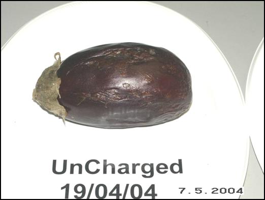 Eggplant uncharged May 7, 2004