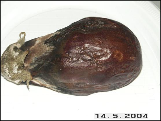 Eggplant uncharged May 14, 2004