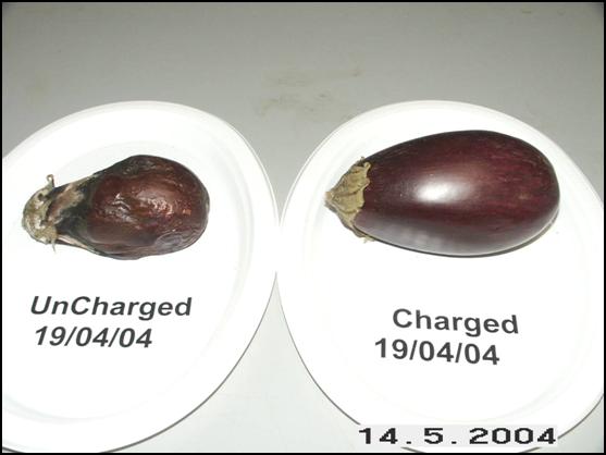 Eggplants May 14, 2004