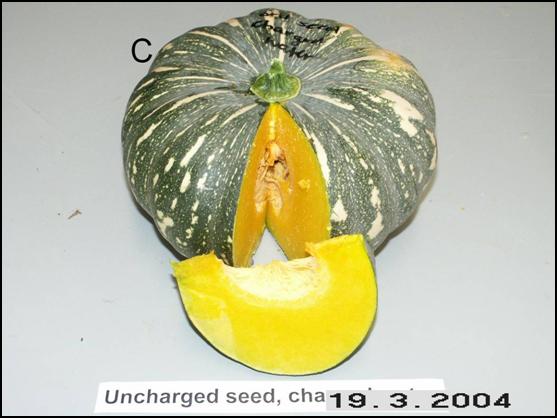 Pumpkin C 3-19-04