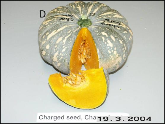 Pumpkin D: 3-19-04